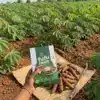 Fufu flour packaging box printing in Nigeria